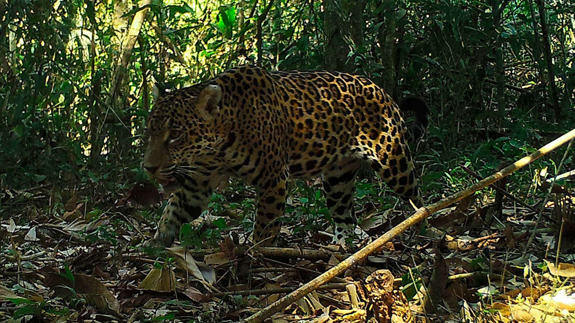 Amazoncam tambopata jaguar in camera trap