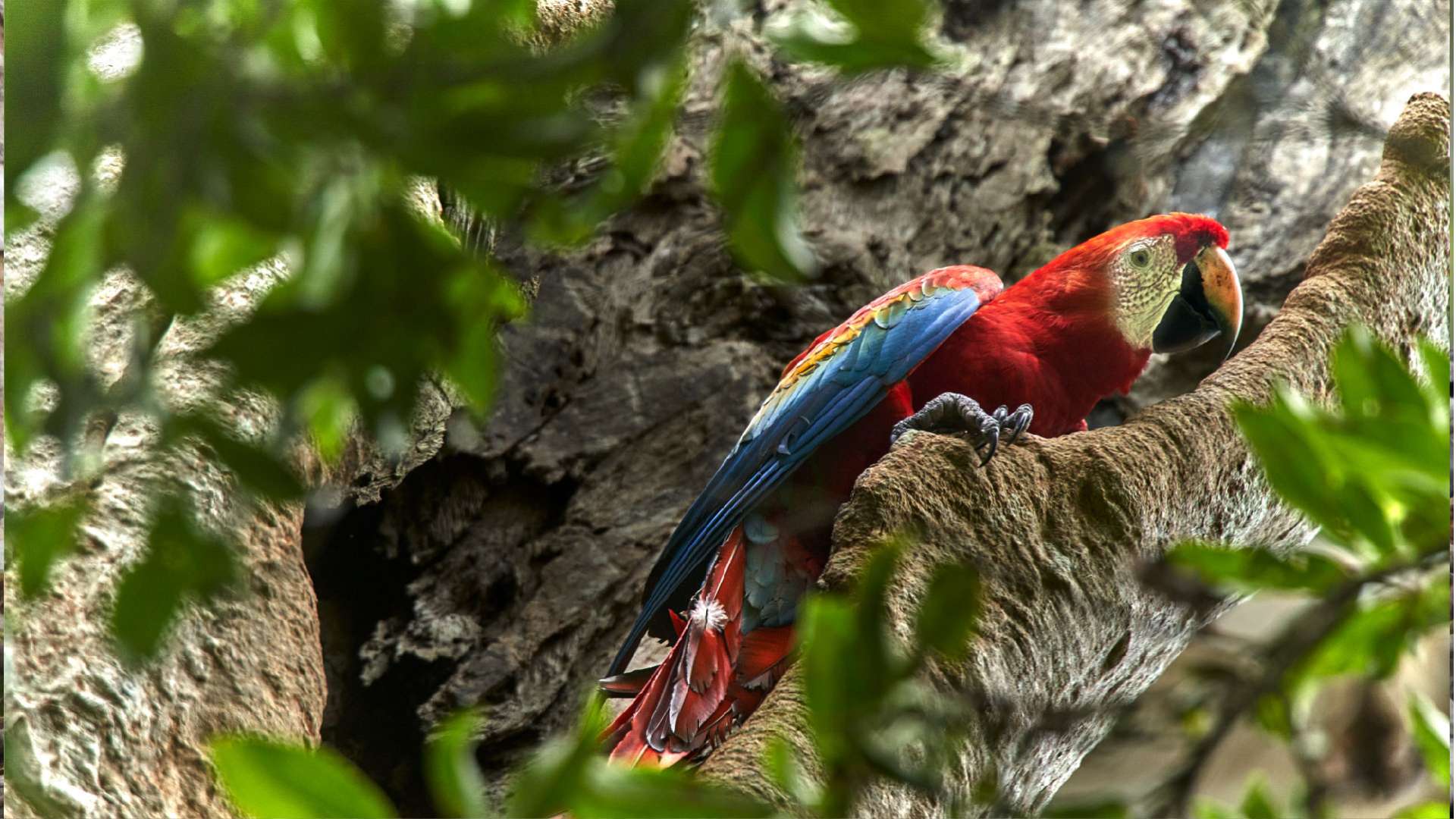 Scarlet Macaw on natural nest