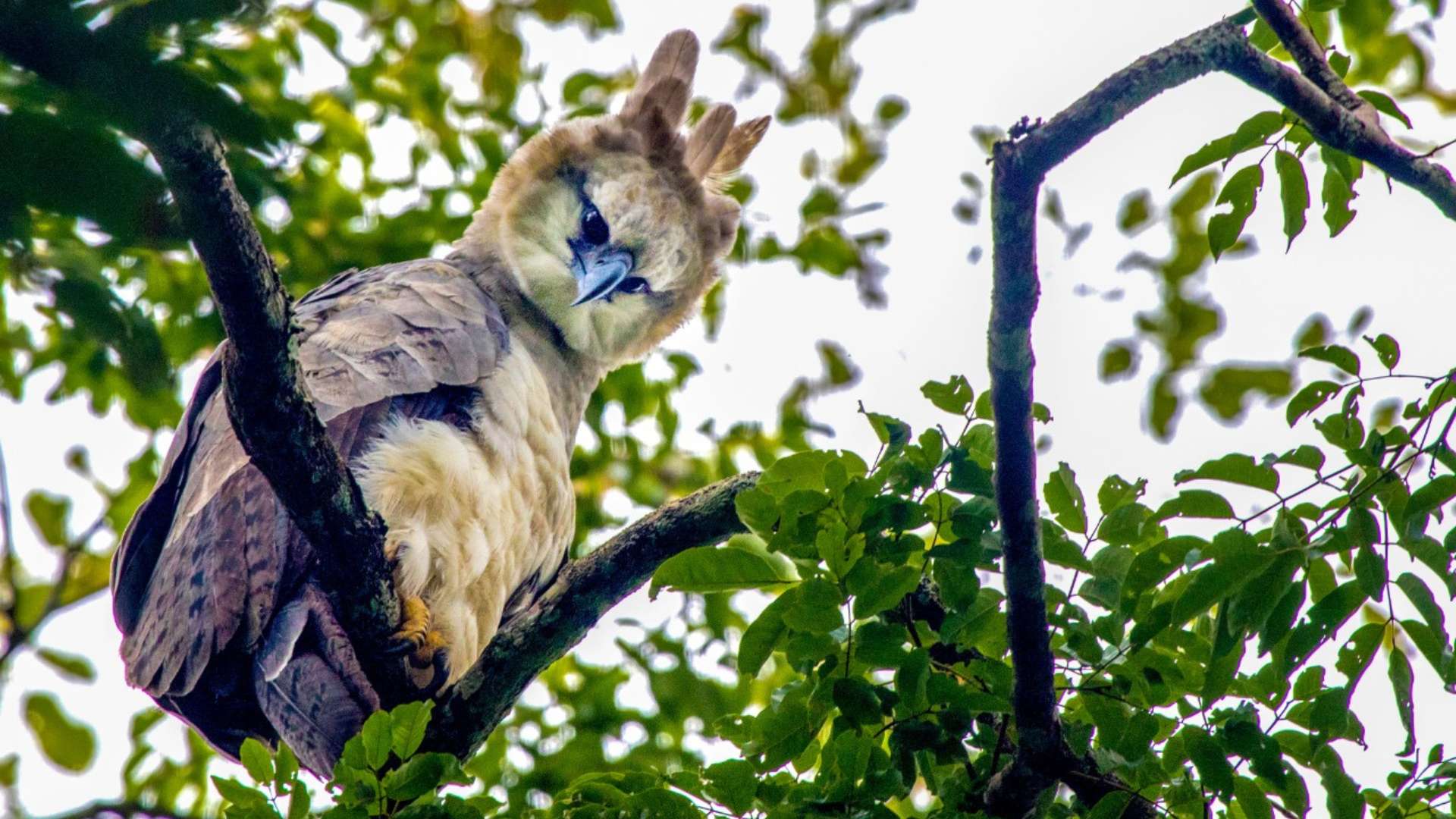 harpy eagle by arturo bullard in refugio amazonas