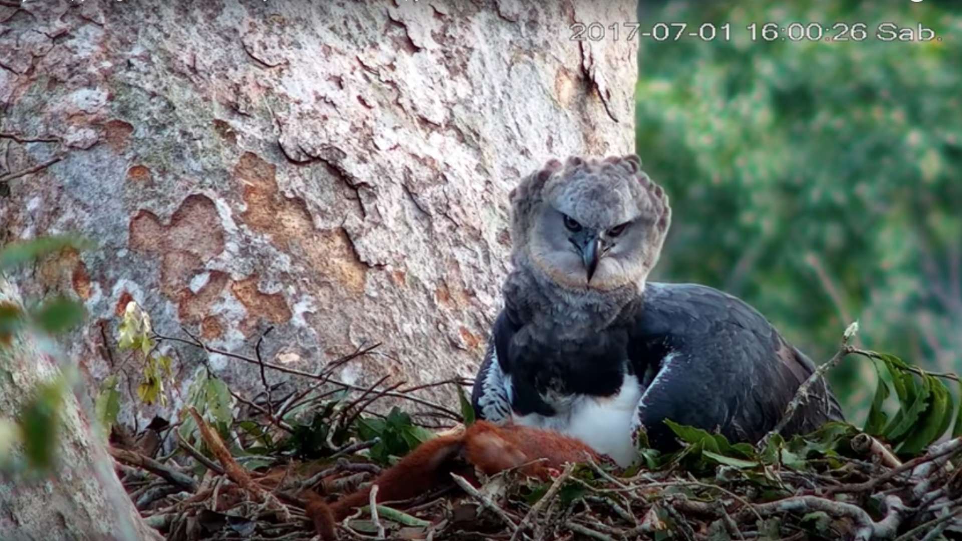 harpy eagle eating a howler monkey