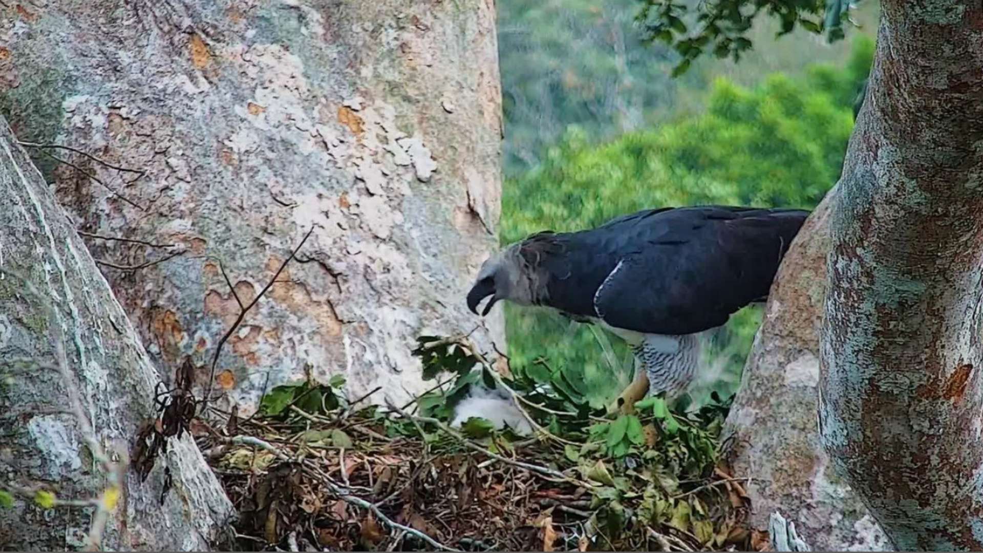 harpycam harpy eagle in the nest