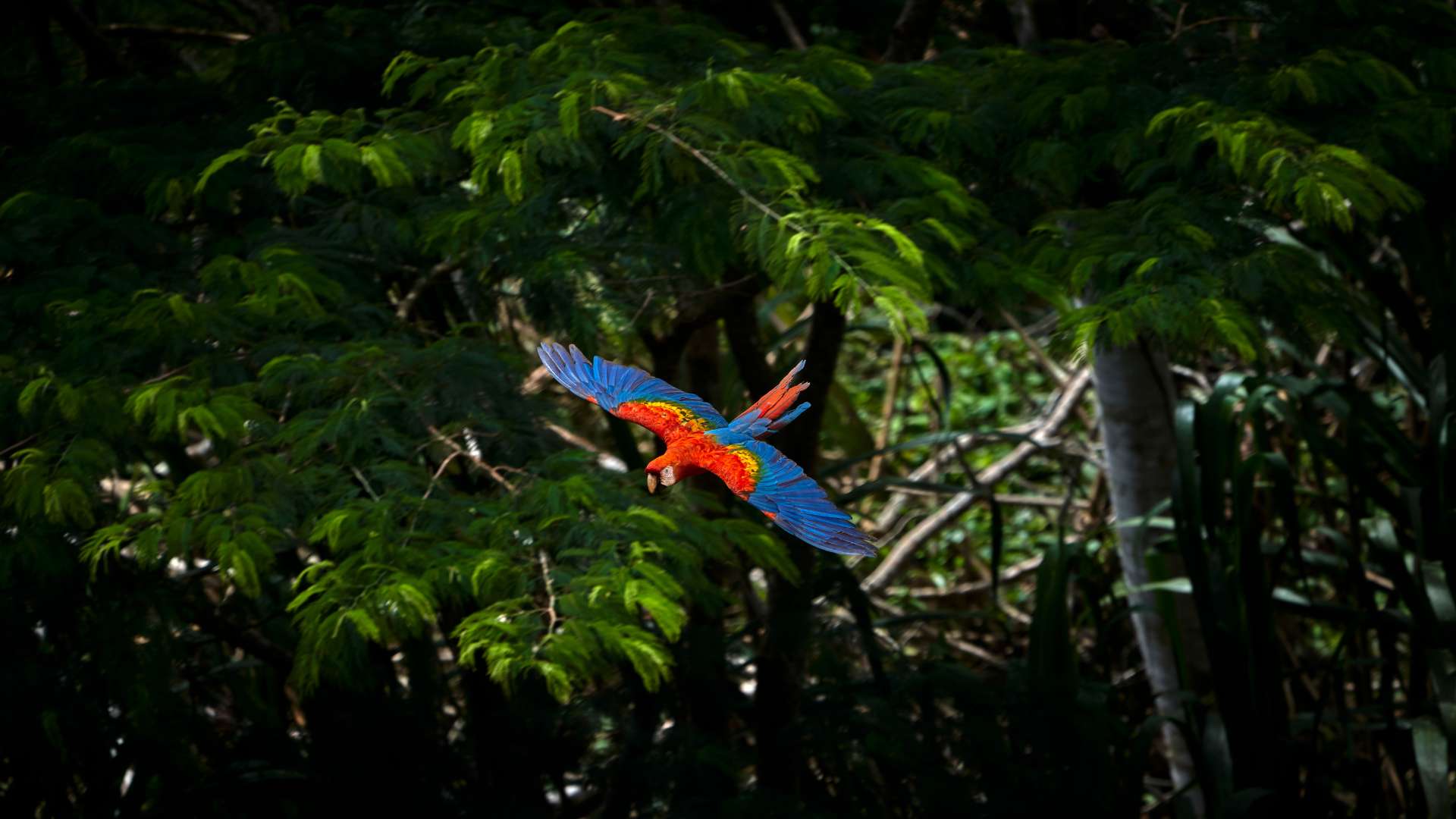 scarlet macaw fluying by paul bertner