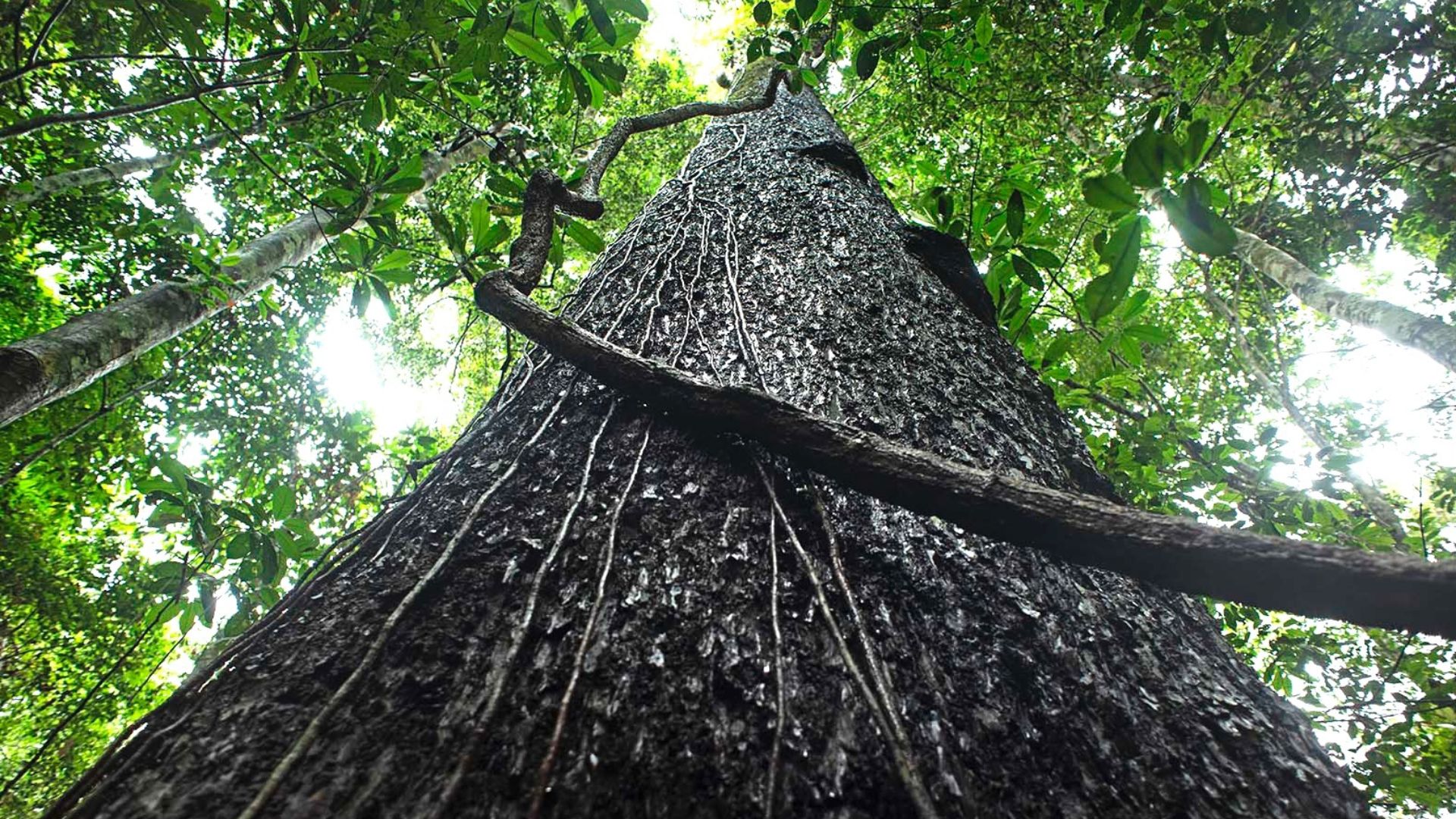 Brazilian Nut Tree by Walter Wust