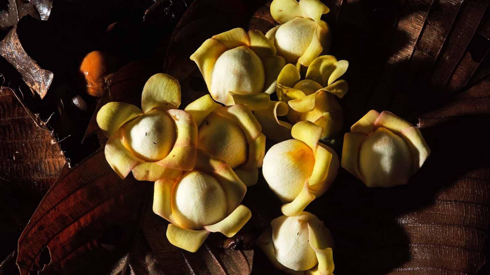 Brazilian Nuts flowers 2 by Walter Wust