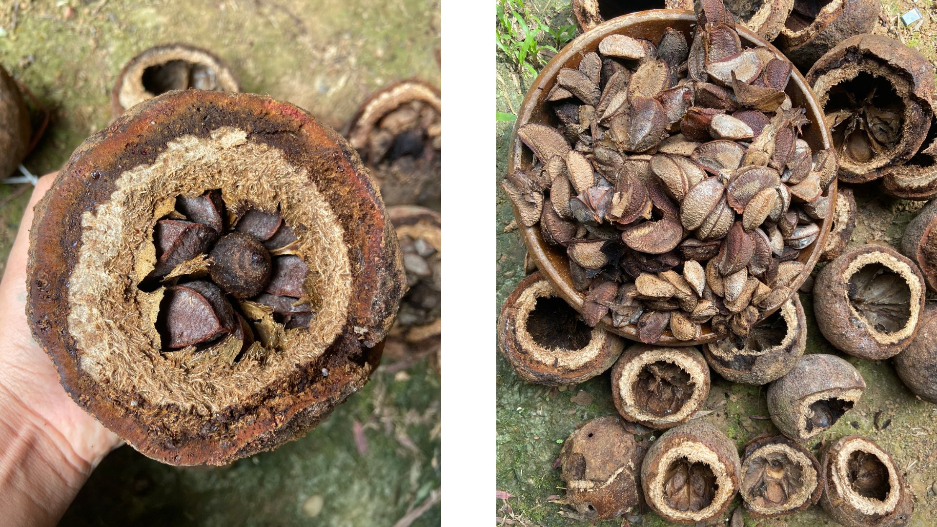 Brazilian Nuts pods by Aracely Meza