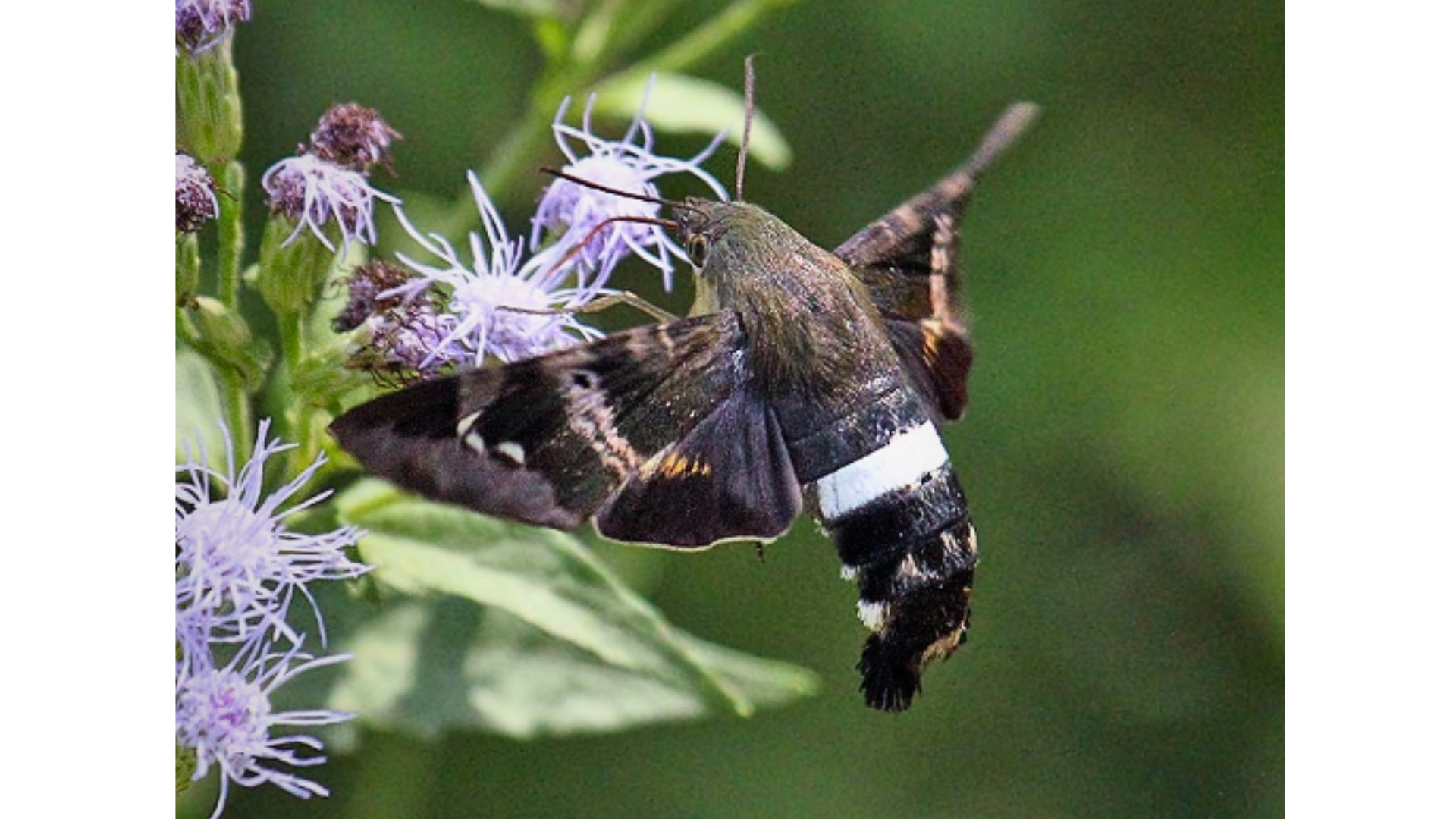 Clavipes Sphinx diurnal moth Aellopos clavipes drinking nectar from a flower Photo by Martin Reid