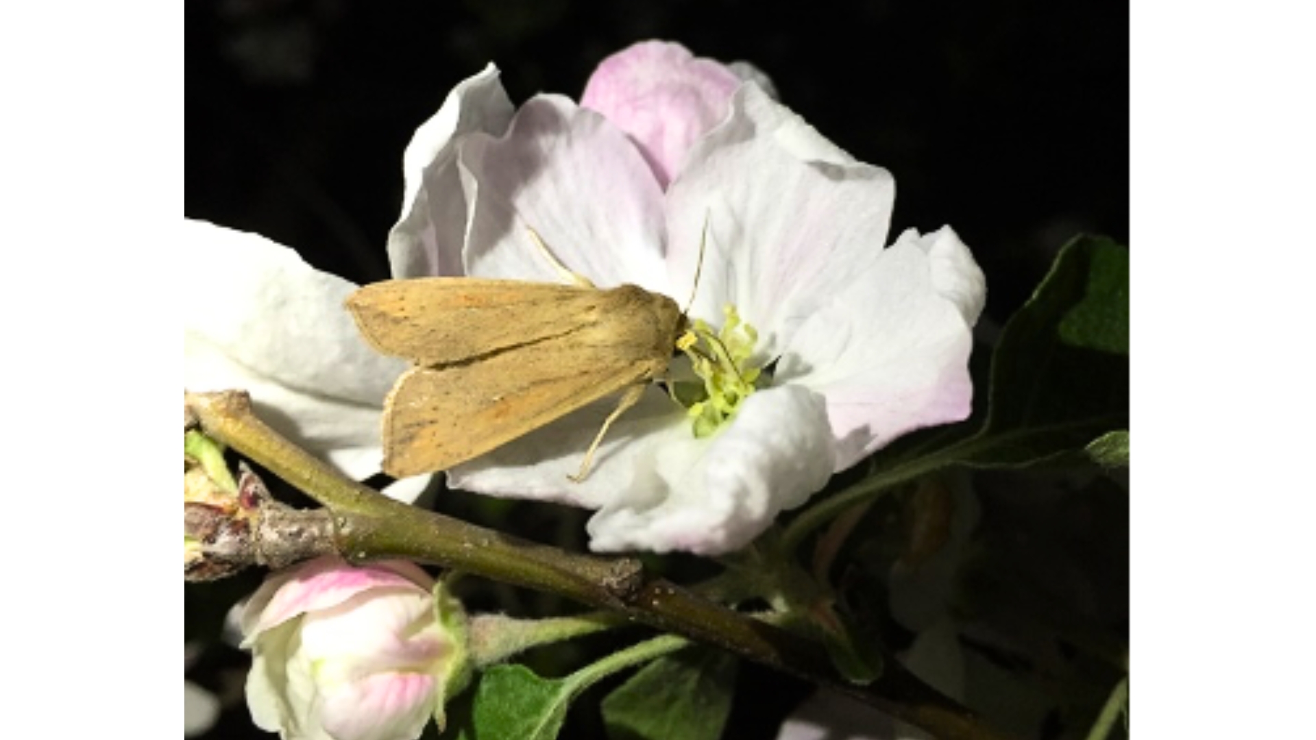 The noctuid moth Mythimna unipuncta feeding on an apple blossom - Photo by Stephen Robertson Ph.D