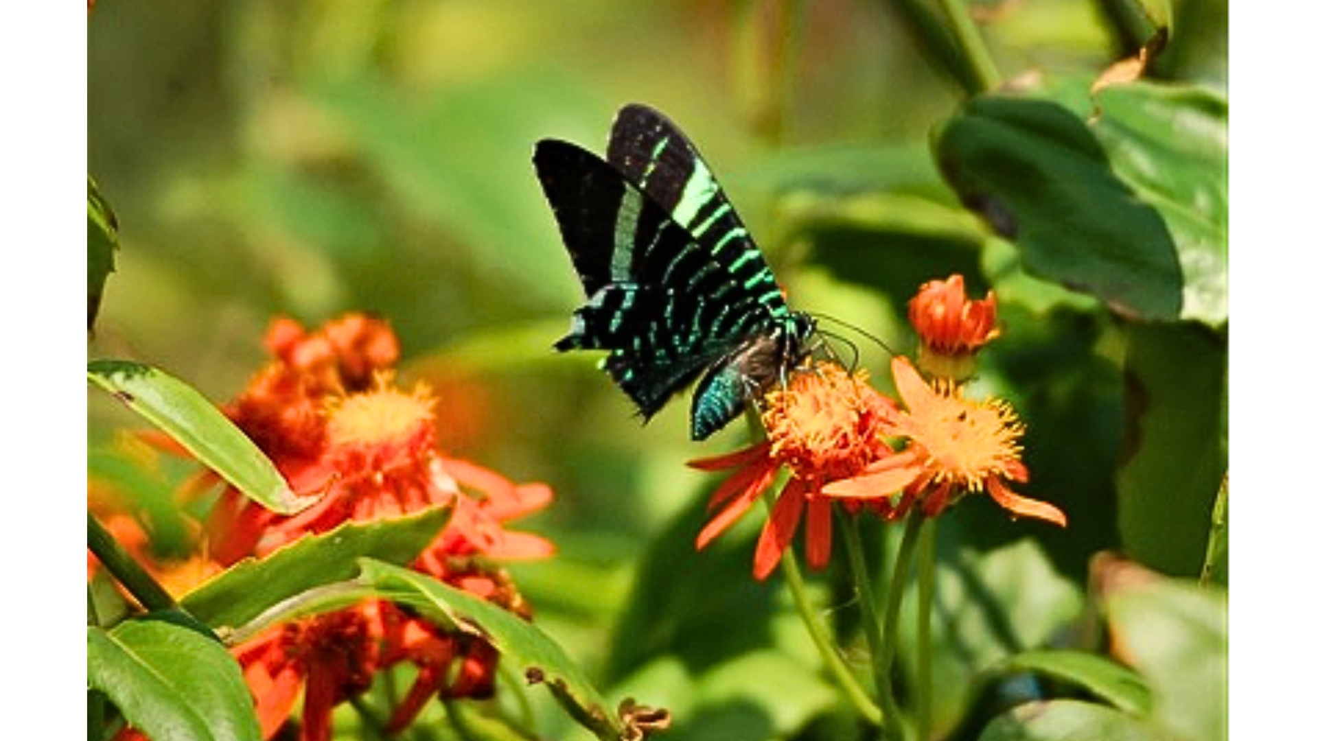 Urania moth or green swallowtail Urania fulgens - Photo by Javi Gonzales