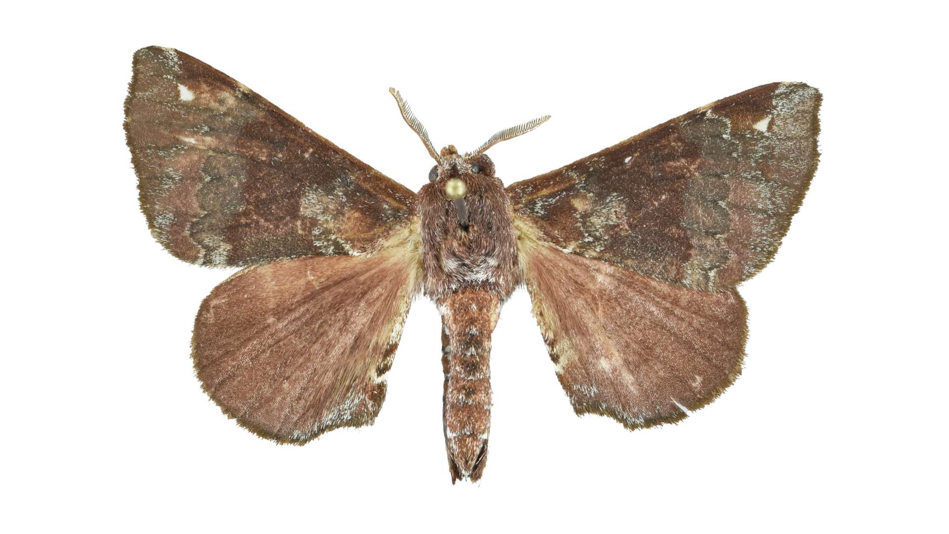 Crastolliana Belyiorum