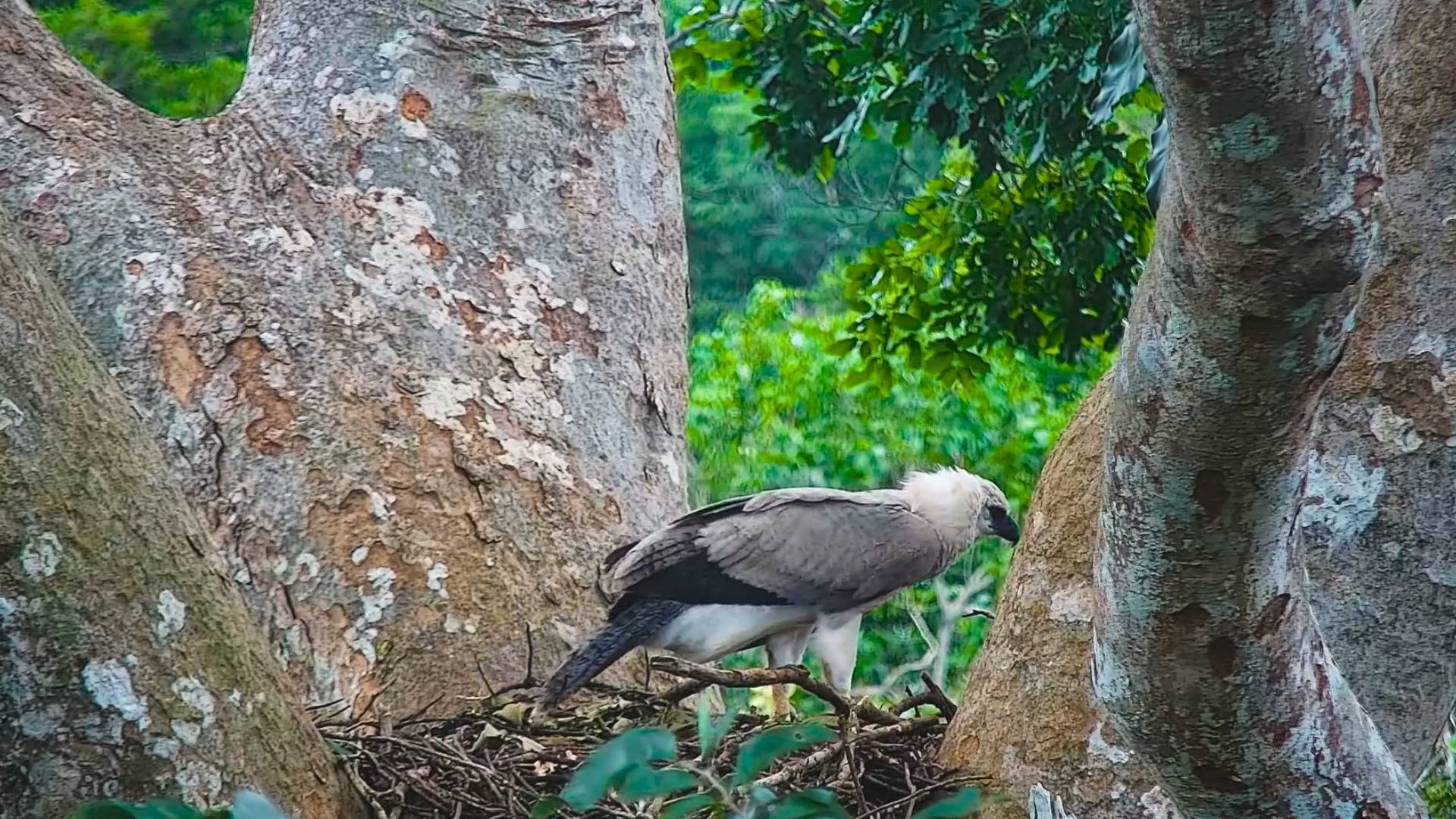 Harpy eagle chick Elpis after a short flight, being almost 9 months old