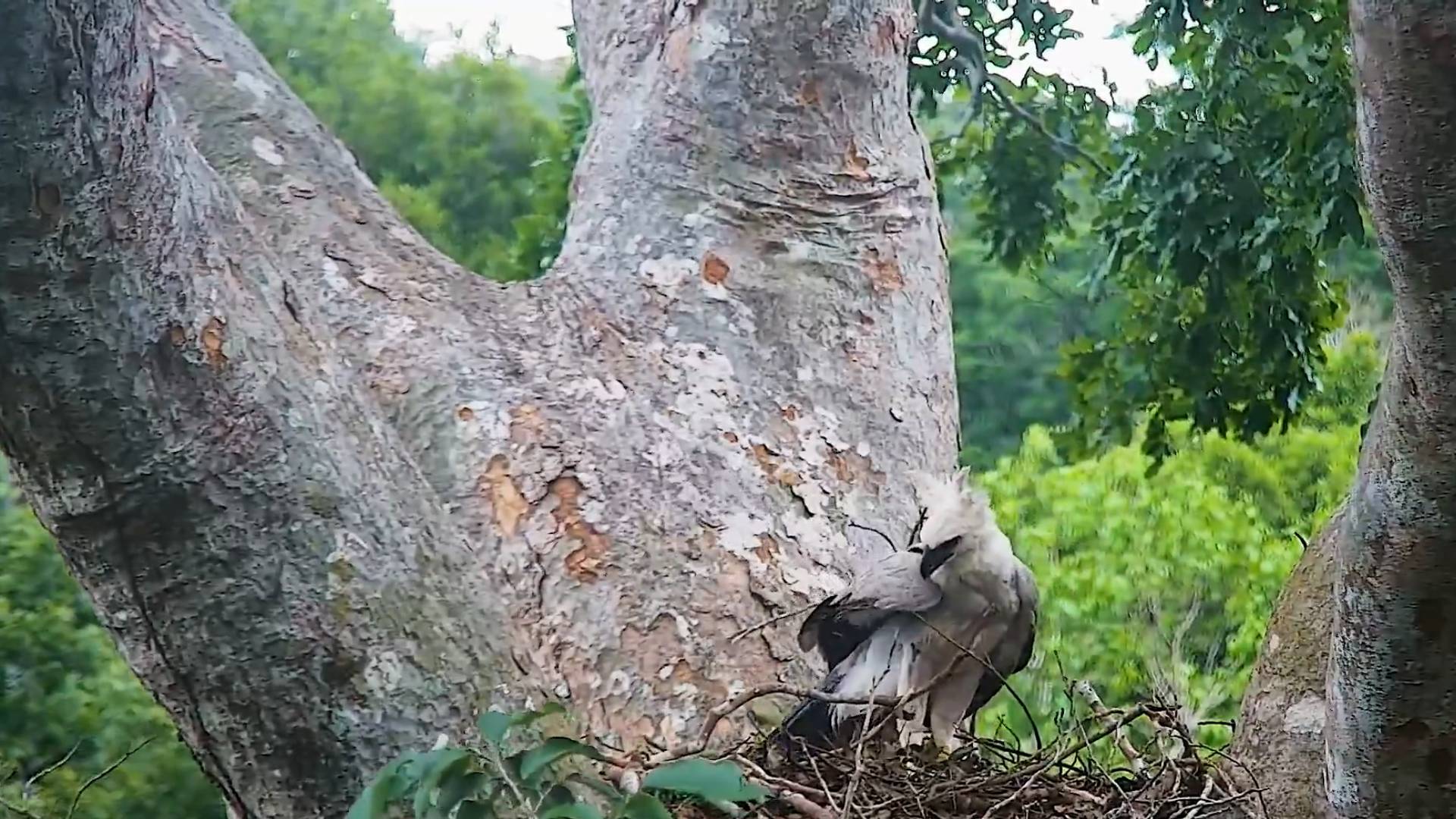 Harpy eagle chick four months old