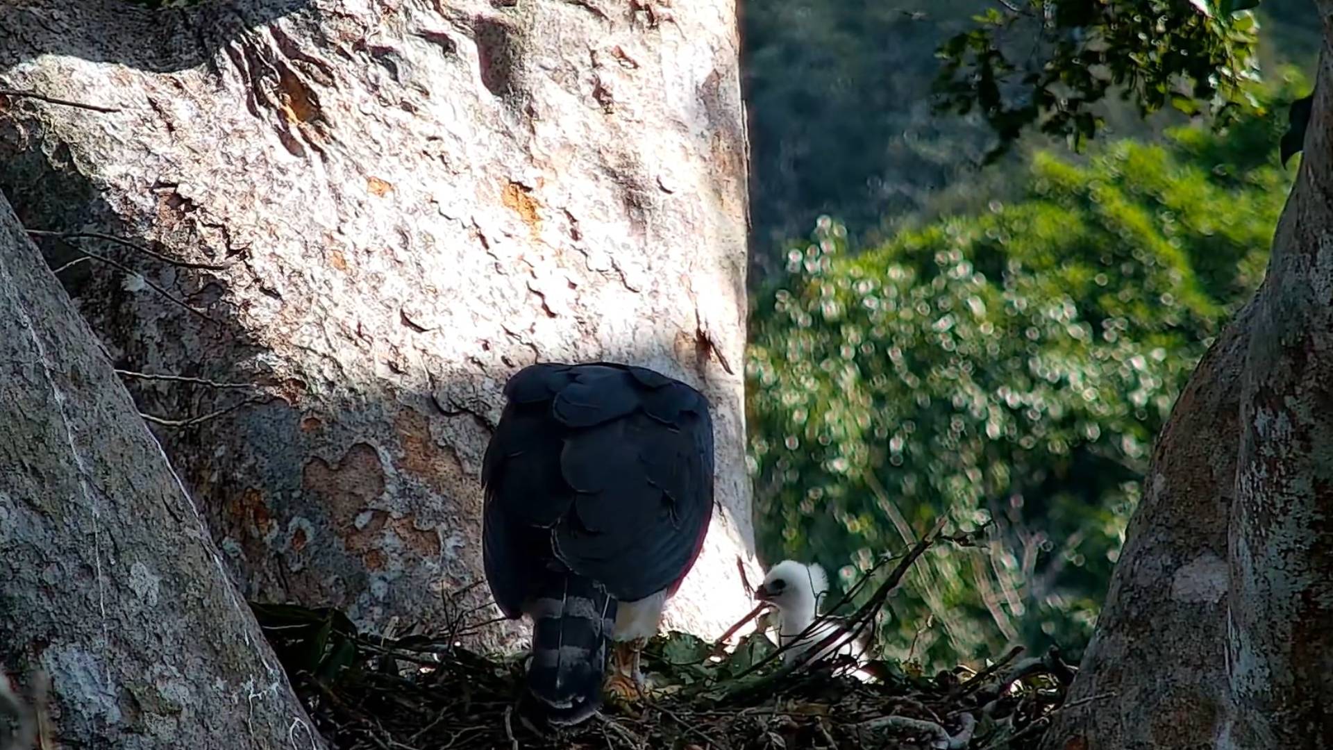 Harpy eagle chick one month old