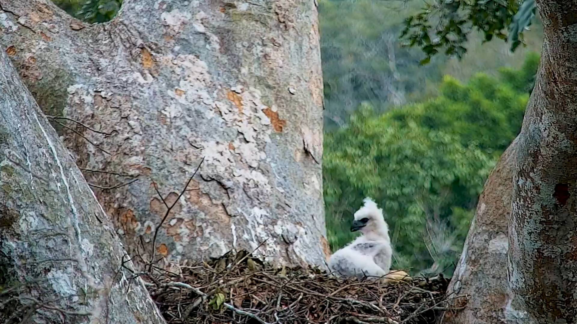 Harpy eagle chick two months old