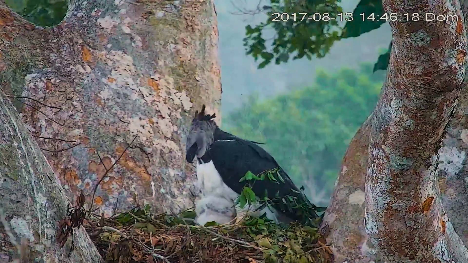 Harpy eagle protecting her chick from the storm