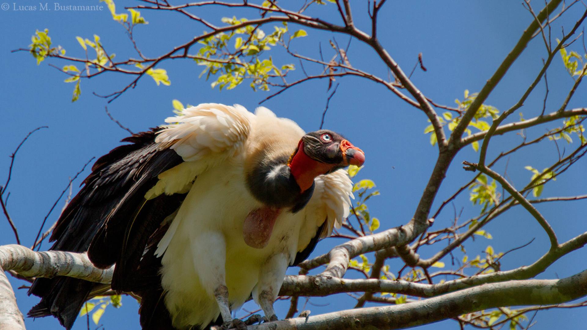 King Vulture by Lucas Bustamantes