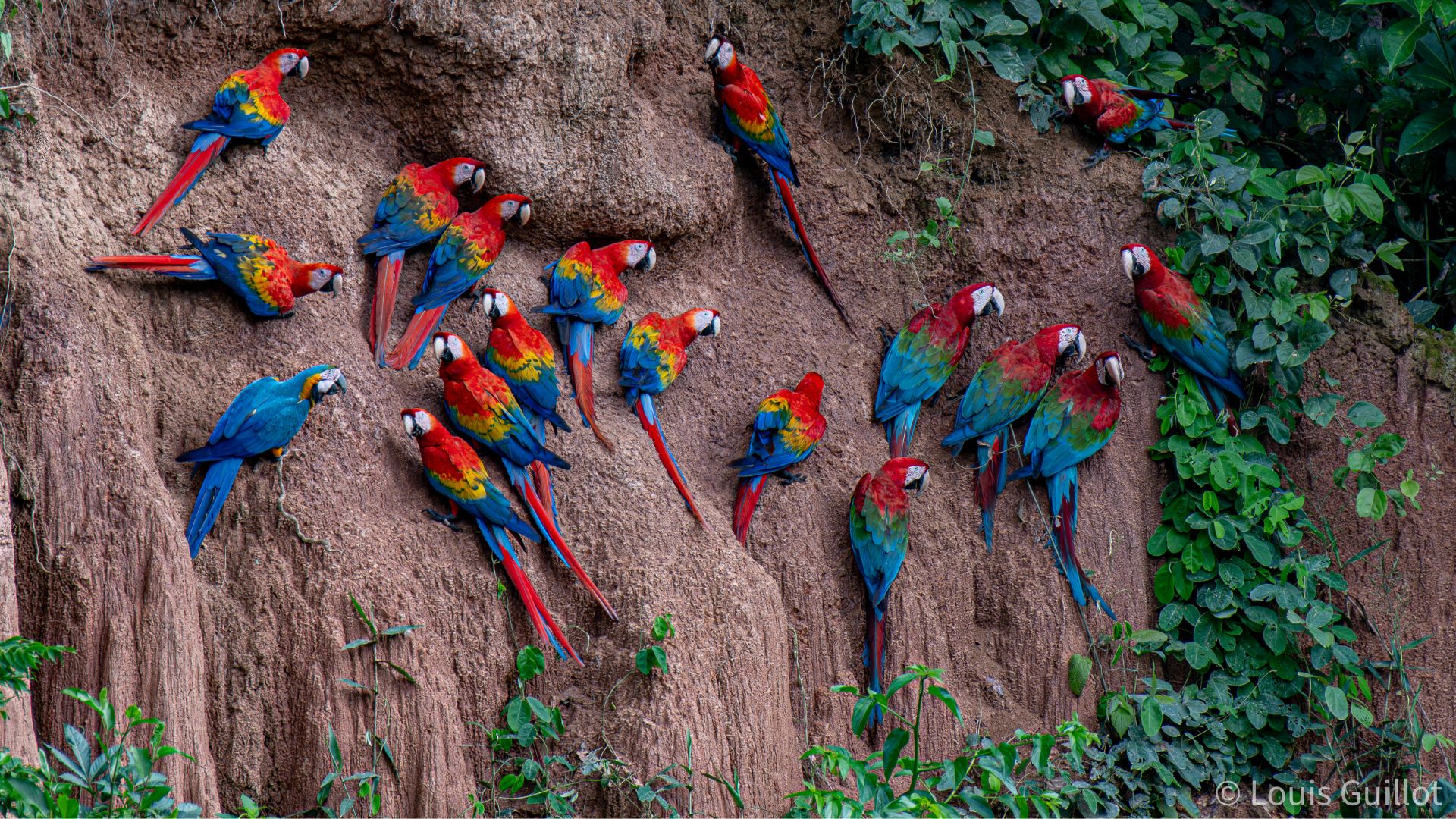 Macaws in the claylick by Louis Guillot