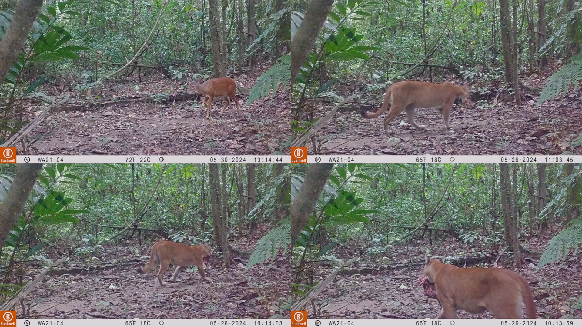 Puma with prey by AmazonCam