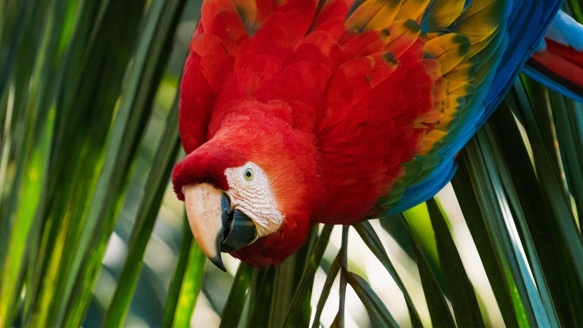 Scarlet Macaw by Carlos Gonzales