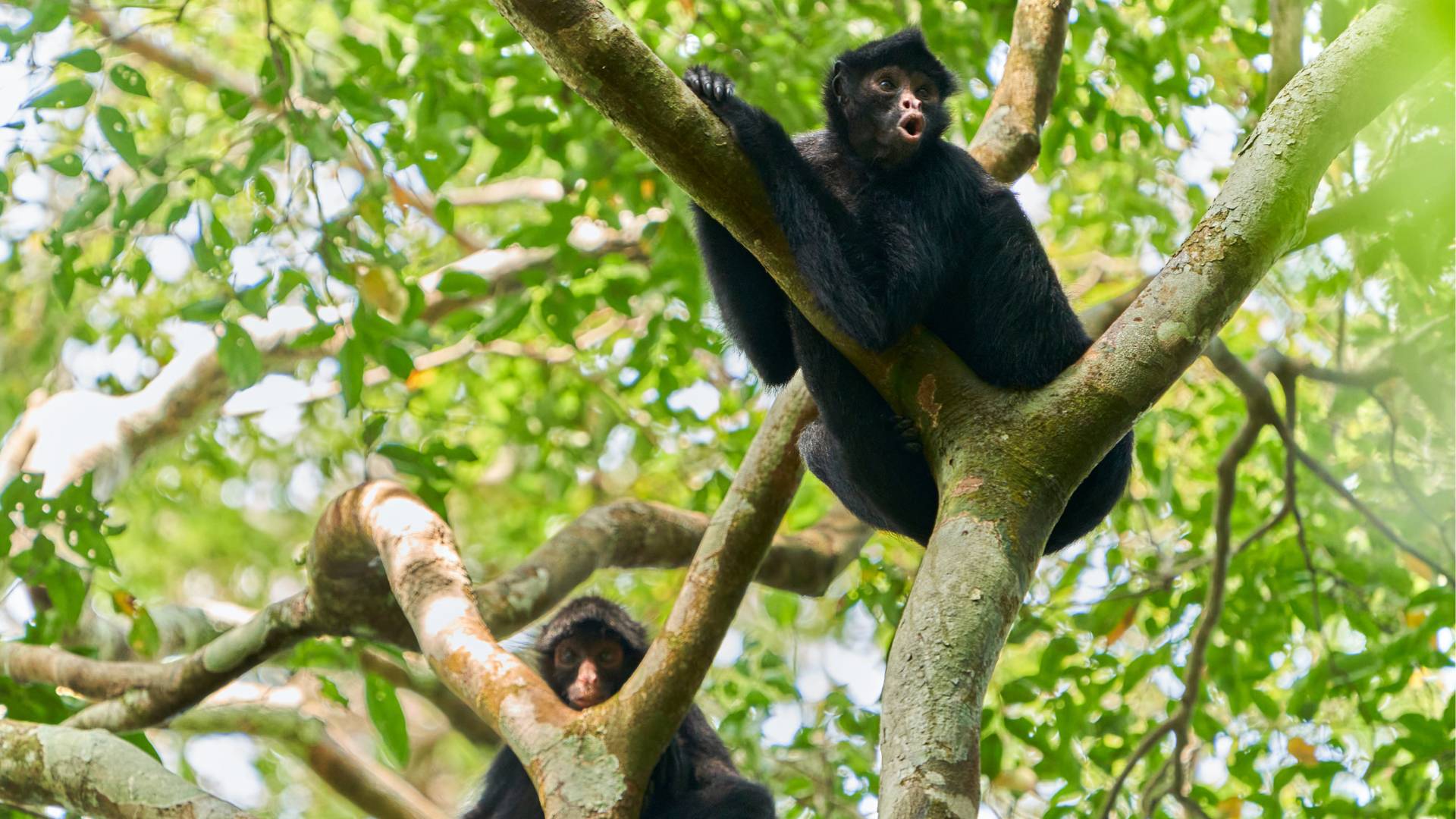 Spider monkeys by Paul Bertner