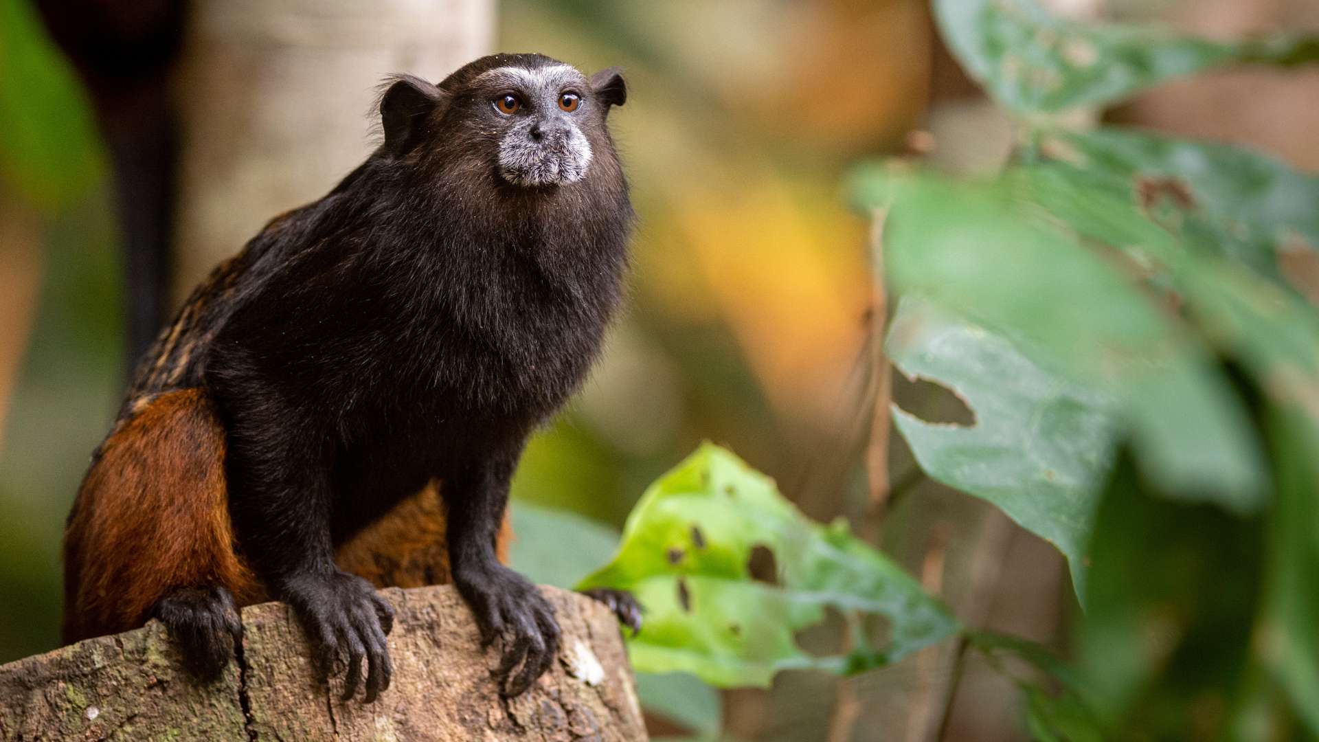 Pichico monkey in Refugio Amazonas by Juan Diego Shoobridge