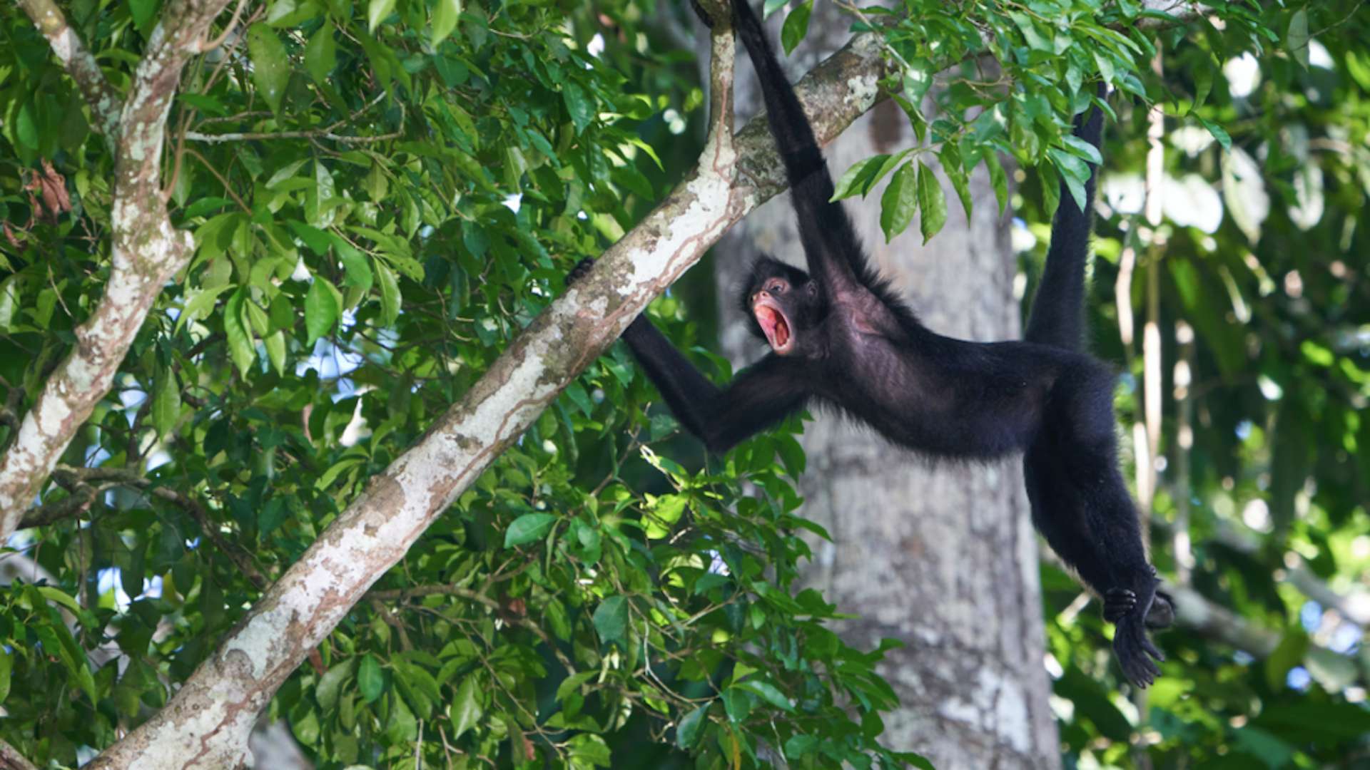 Spider monkey howling