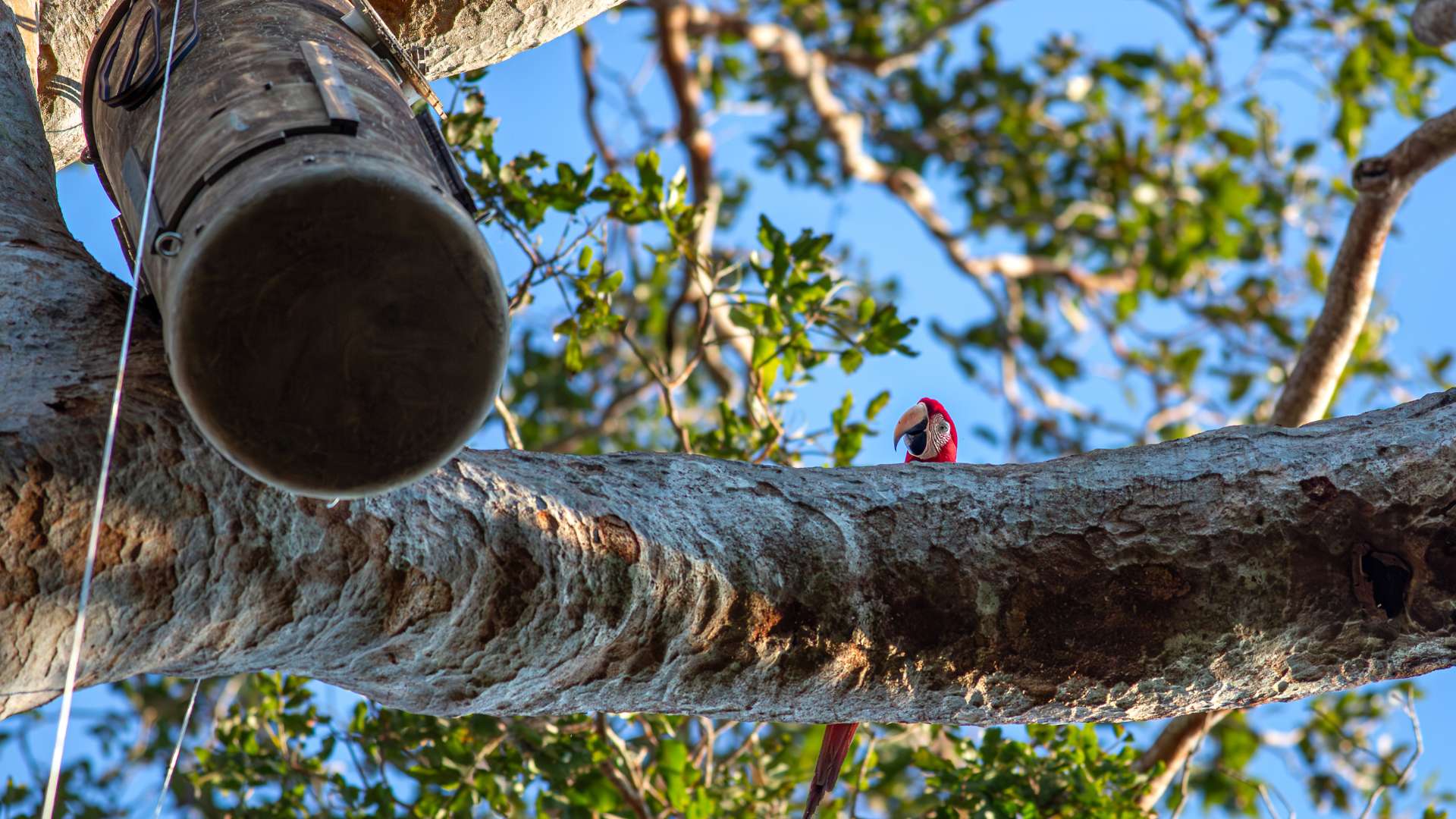 Macaw looking an artificial nest by Jonah Darius