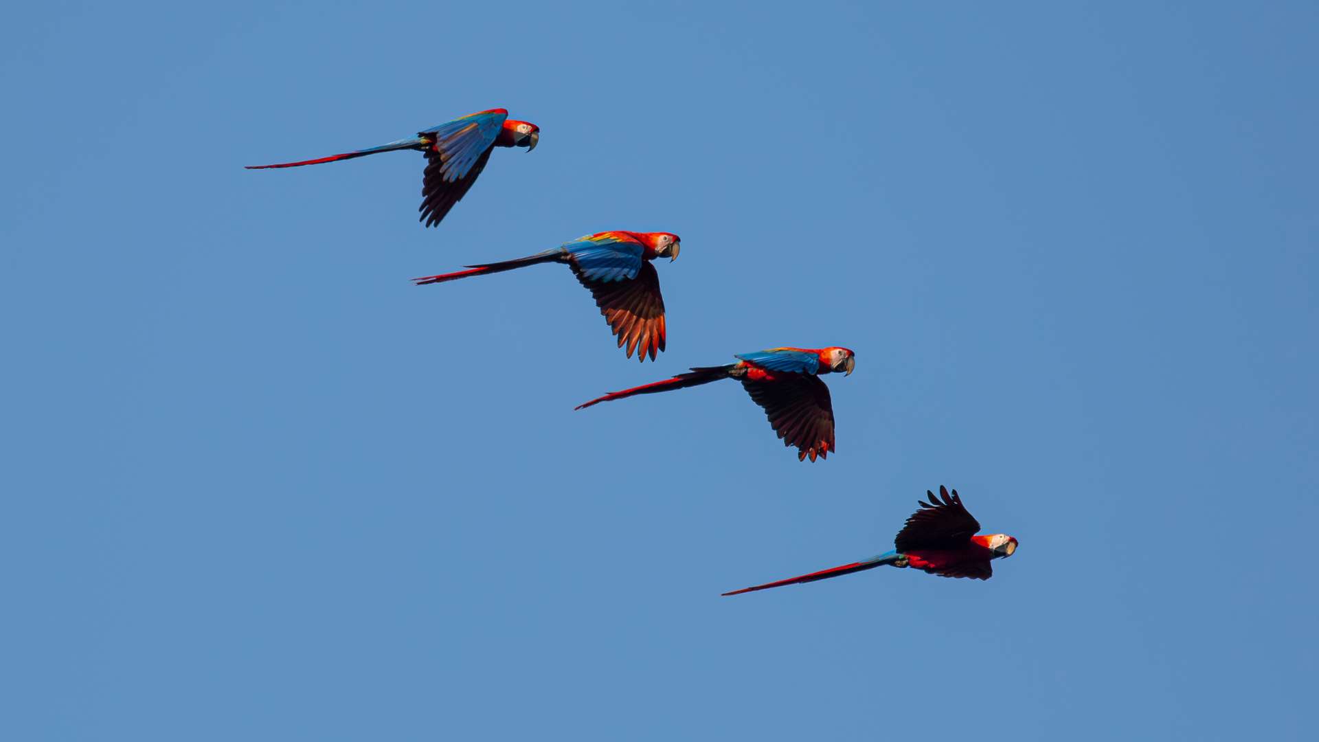 Scarlet macaws flying by Jonah Darius