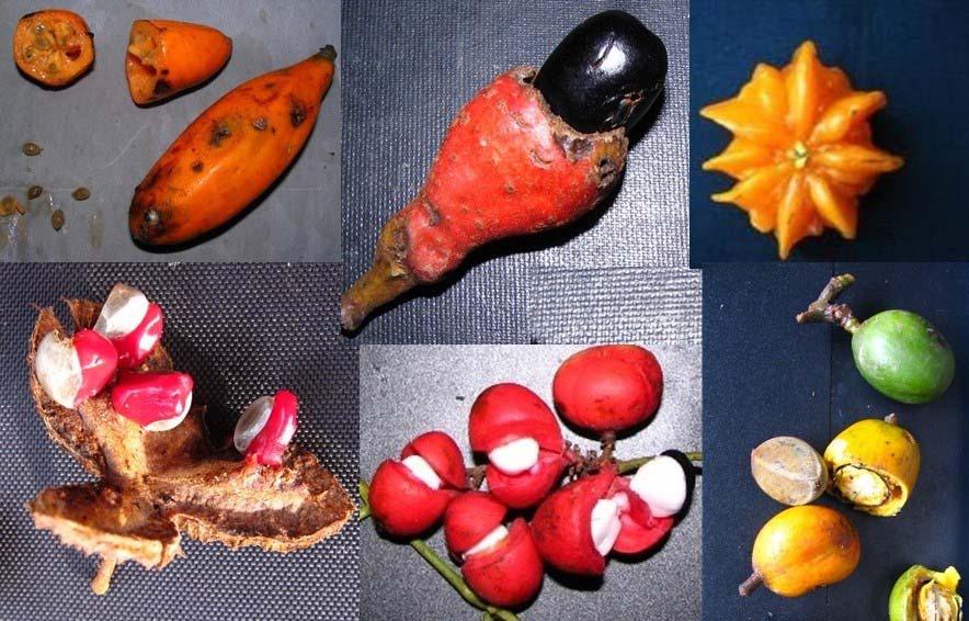 diversity of fleshy fruits found in rainforests of Tambopata 