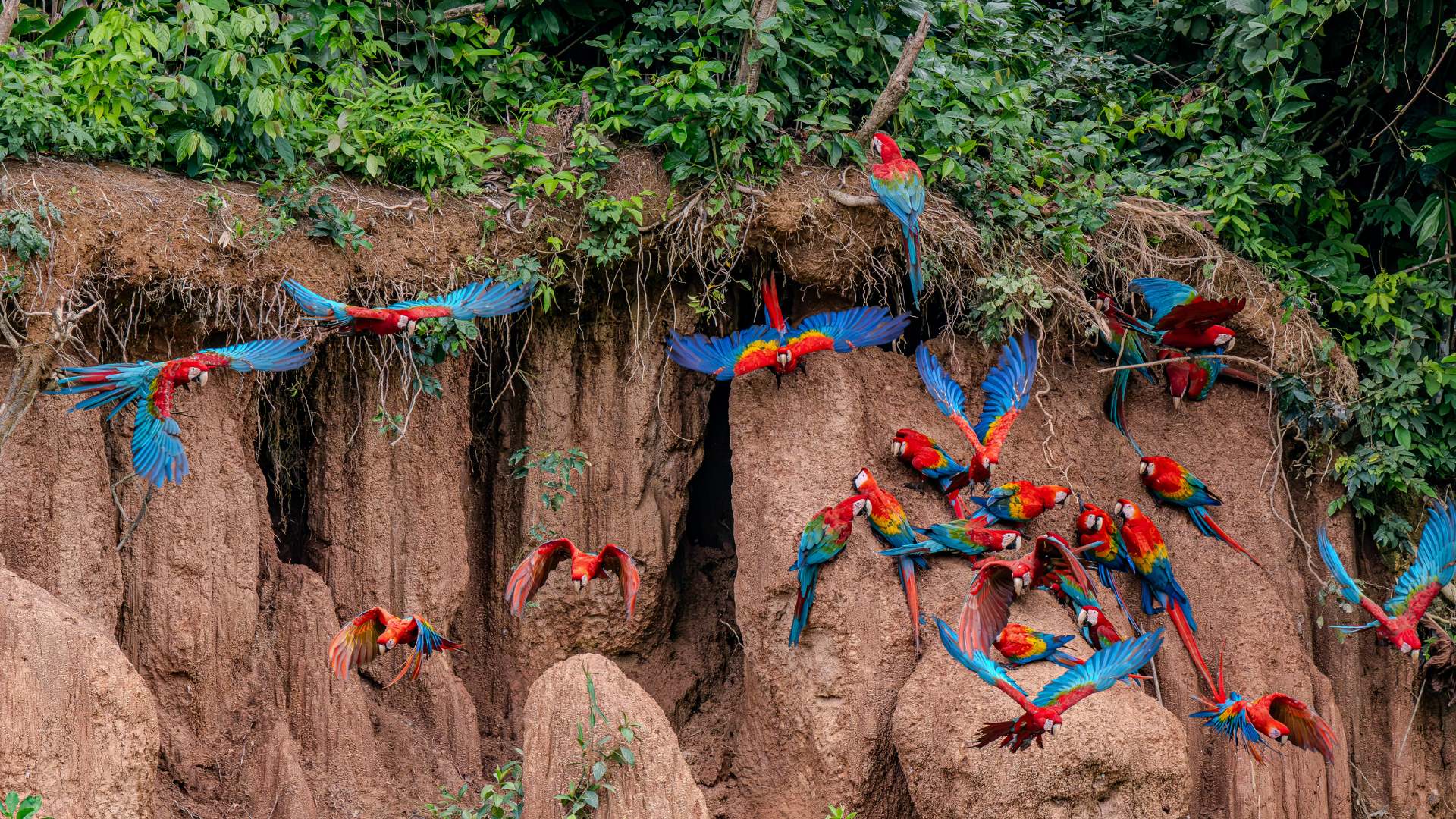 Macaws at the clay lick photo by louis guillot